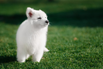Fototapeta premium White Swiss Shepherds puppy