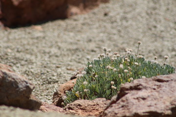 Vegetación de alta montaña