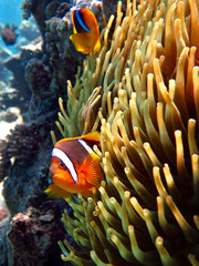Fototapeta na wymiar clown fish and anemone