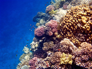Naklejka na ściany i meble coral reef seascape