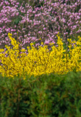 Obraz premium Magnolia tree, blooming forsythia hedge and boxwood hedge (focus on forsythia)