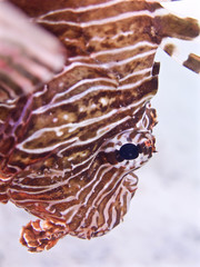 lion fish close-up