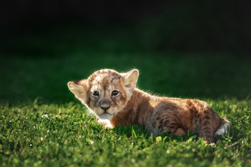 Young lion cub in the wild