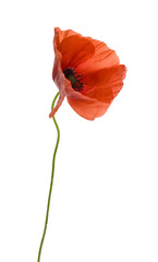 Poppy flower