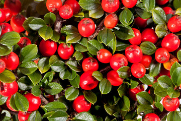 Obraz premium twing of cotoneaster with red fruit macro