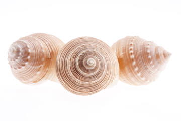 some seashells isolated on white background