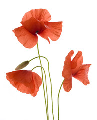 Obraz premium Poppy flowers