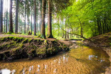 Obraz premium Bach im Wald