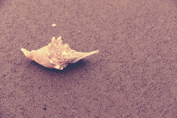 Seashell summer time beach sand vintage background
