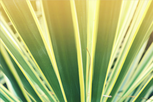 Fototapeta Closeup tropical plant leaf vintage background