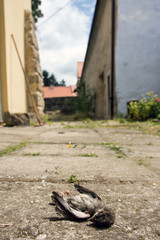 Dead bird lying on stone