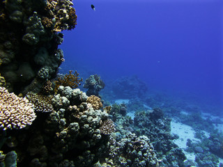 Coral seascape