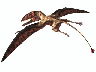 Dimorphodon on White - Dimorphodon was a carnivorous Pterosaur that lived in England during the Jurassic Period. © Catmando
