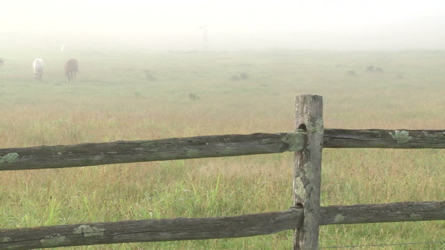 Looking over a split rail fence to horses on a foggy meadow