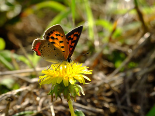 little butterfly on the back light #9