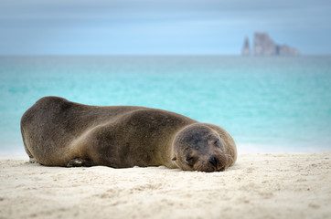 Obraz premium Sleeping Sea Lion, Galapagos Islands, Ecuador