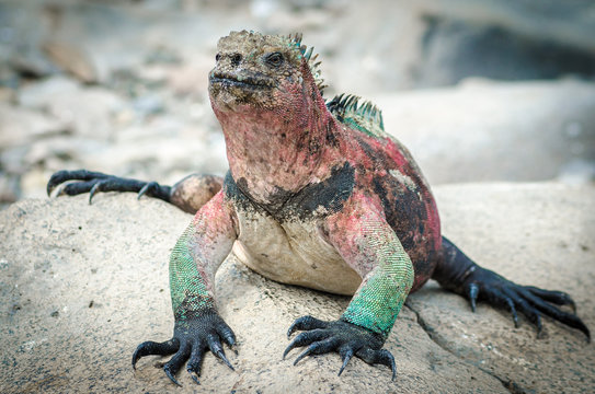 Colorful Iguana, Galapagos Islands