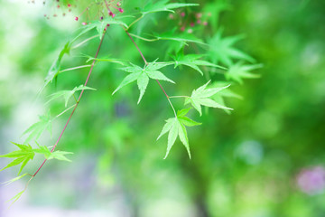 Green maple leaves background