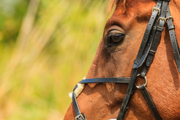 Fototapeta premium Closeup of majestic graceful brown horse
