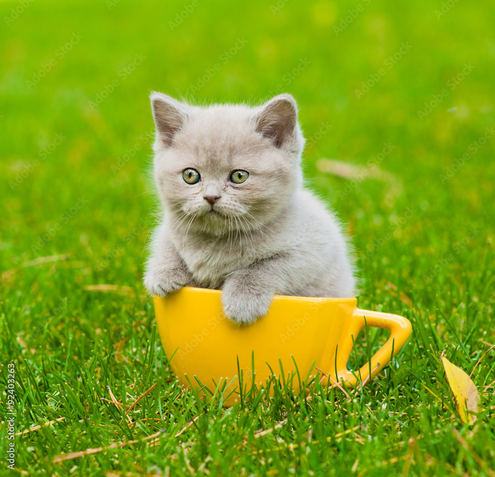 Sticker kitten in large cup on green grass