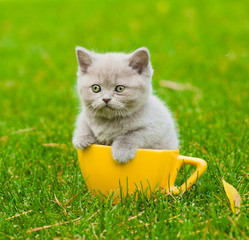kitten in large cup on green grass