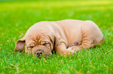 tired puppy sleeping on the grass