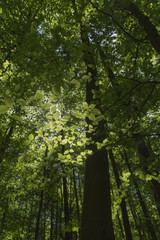 Fototapeta premium Lichtstrahlen durch die Blätter im Wald