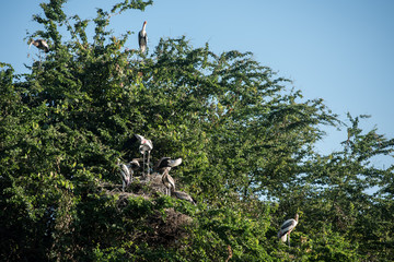 Asian openbil stork, Anastomus oscitans