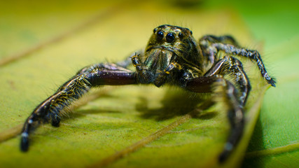 A male Heavy Jumper (Hyllus)