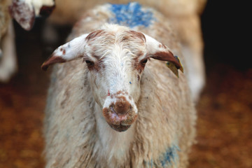 Hayvancılık ve Kurban Bayramı