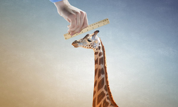 Measuring giraffe