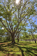 Obraz premium tree in park