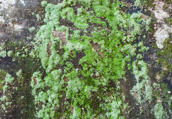 Green moss on black stone wall use for background