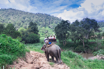 Elephant trekking through jungle in northern Thailand
