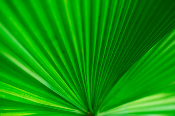 Leaves texture closeup softly blur