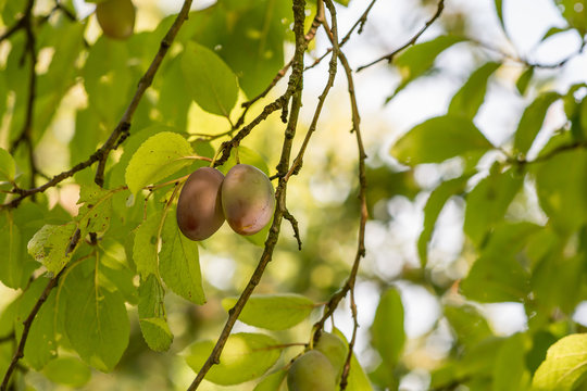 Plums hanging on the plum tree