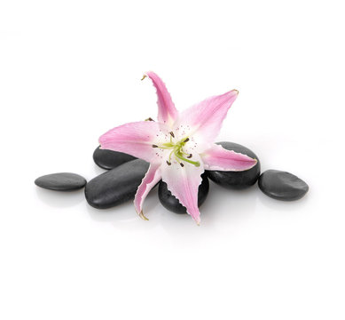 Lily on wet black pebbles