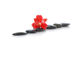 red orchid on row of black stones