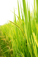 Paddy rice