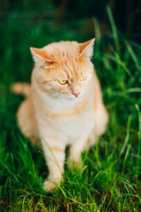 Naklejka na ściany i meble Red Cat Sitting In Green Grass