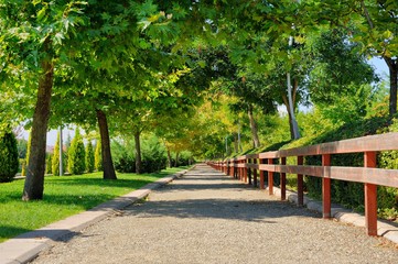 Walk way under the trees in city park