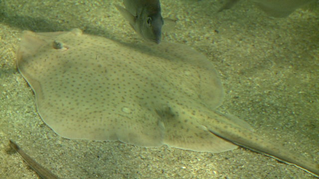 The amazing flatfish
