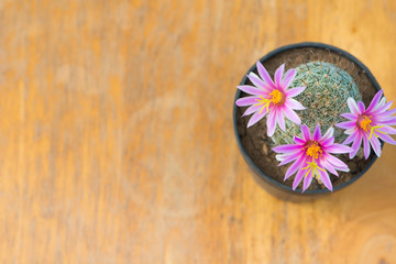 Obraz na płótnie Canvas Top view of cactus with pink flower in pot on wood table
