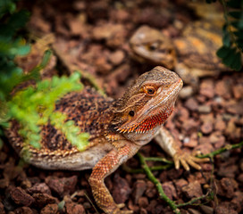 Bearded Dragon