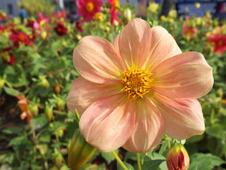 autumn garden flower