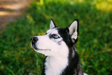 Young Happy Husky Dog Sitting Close Up