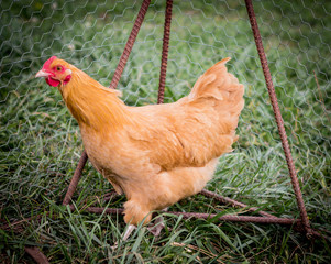 Orpington Chicken