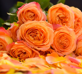 Set of Rose, petals 