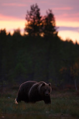 Brown bear after sunset in swamp