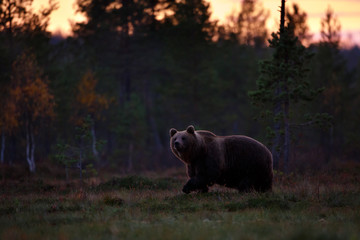 Obraz na płótnie Canvas Brown bear after sunset in swamp
